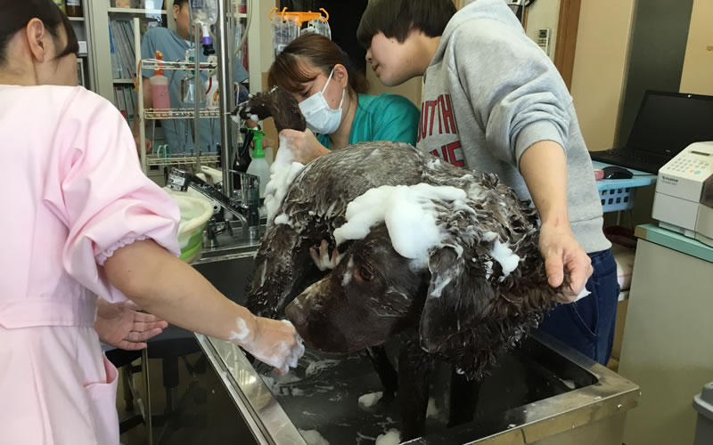施術の様子3